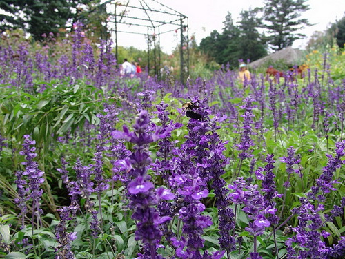 Травы и цветы