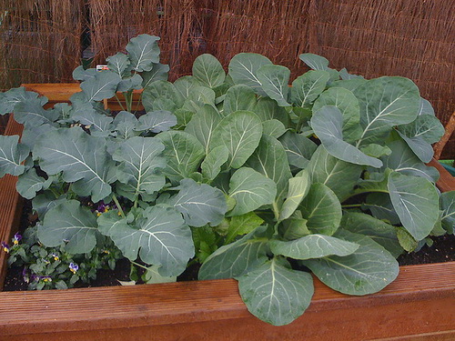 Капуста и рассада