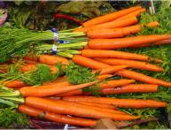 Морковь, свекла, редис и другие корнеплоды
