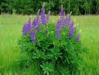 Шорты своими руками все фото Шорты своими руками все фото
