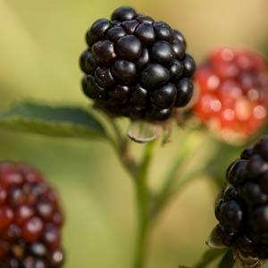 виды ежевики