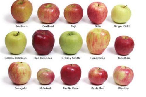 Популярные сорта яблонь с фото и их зональность