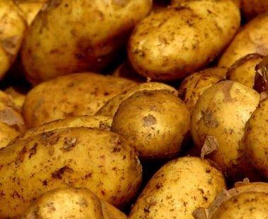 Выращиваем картофель Чародей