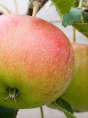 Яблоня орлик: описание сорта