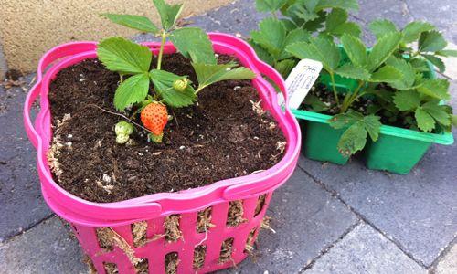 Оптимальная влажность почвы для клубники. 62882aa67630c5f36524d3511512ad6b. Оптимальная влажность почвы для клубники фото. Оптимальная влажность почвы для клубники-62882aa67630c5f36524d3511512ad6b. картинка Оптимальная влажность почвы для клубники. картинка 62882aa67630c5f36524d3511512ad6b. Популярность этого ягодного растения в рядах дачников и садоводов всегда была и остается на самом высоком уровне. Высокая урожайность и качество созревания клубники достигается путем не только оптимального подбора сортов, но и соблюдения основных требований технологии подготовки почв для посадки клубничной культуры.