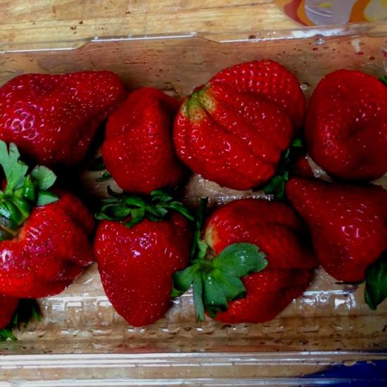 Гигантелла