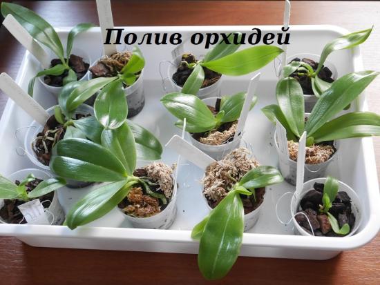 полив орхидей путем погружения
