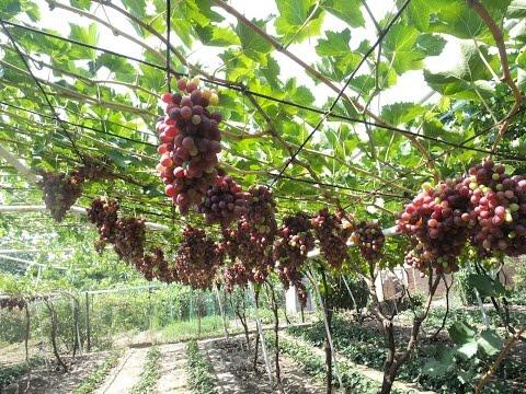 Можно ли сажать саженцы черешни рядом с абрикосами Можно ли сажать саженцы черешни рядом с абрикосами