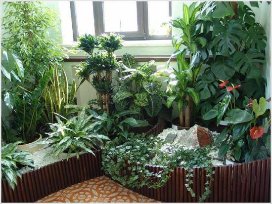 Тенелюбивые и теневыносливые комнатные растения: фото и названия