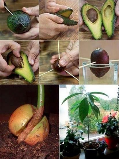 Как вырастить авокадо в домашних условиях и его полезные свойства
