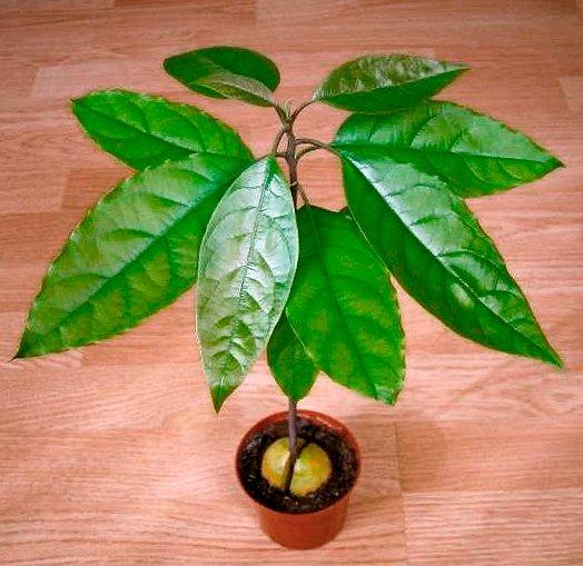 Авокадо Растение В Домашних Условиях Фото