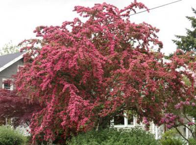 декоративность боярышника