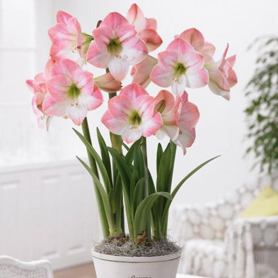 Уход за цветком гиппеаструм в домашних условиях