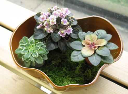 Маленькие комнатные цветы - популярные виды и сорта, их преимущества