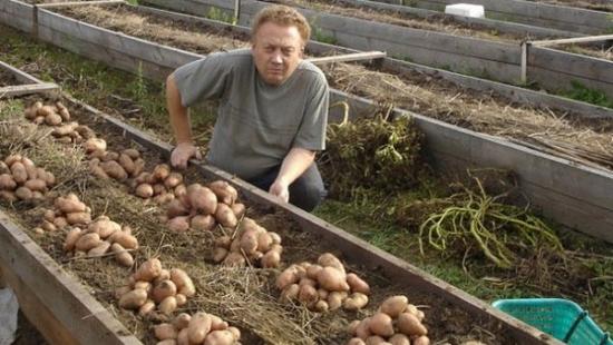 урожайность на оцинкованных грядках выше