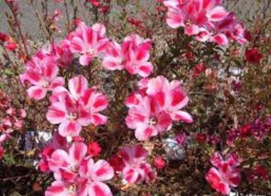 Атстранция