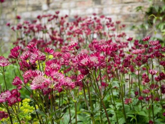 Атстранция