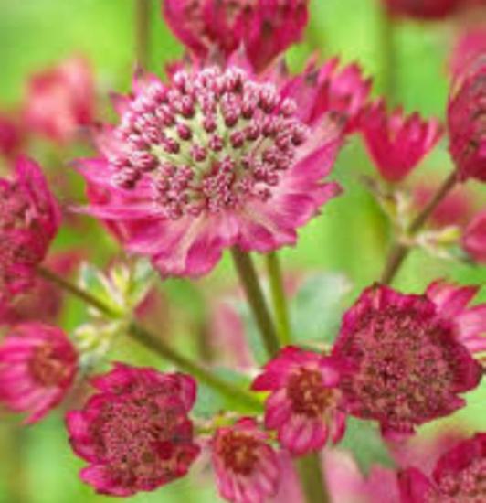 Атстранция