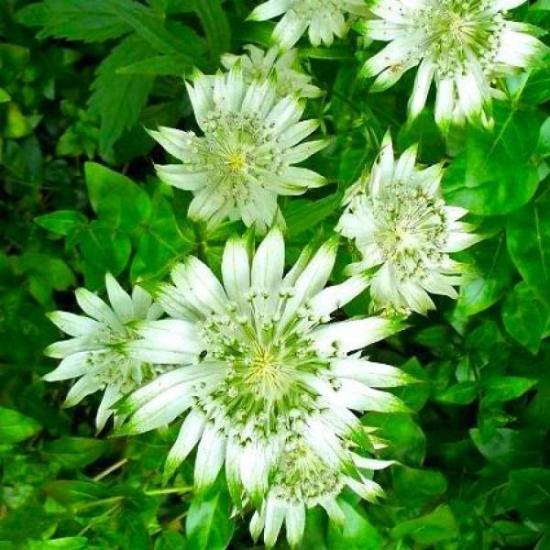 Атстранция