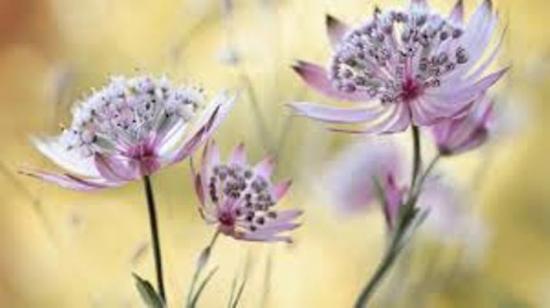 Атстранция