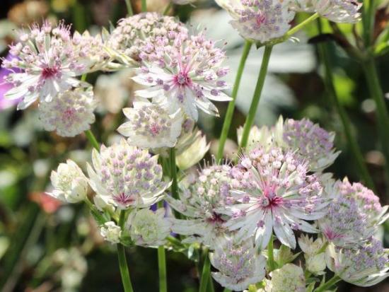 Атстранция