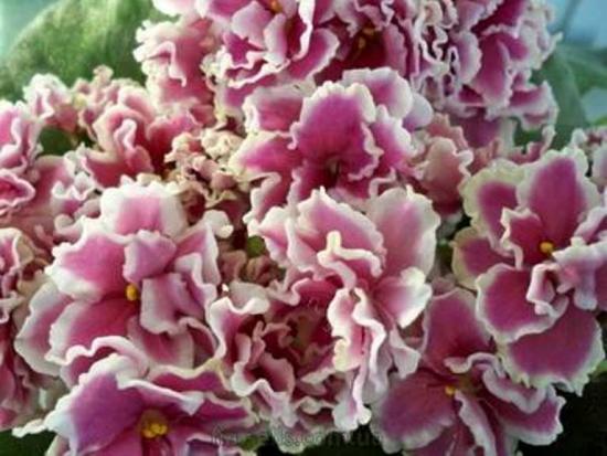 фиалка ле-Танцовщица