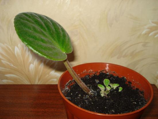 размножение сенполии черенками