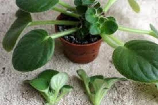 размножение фиалки черенками