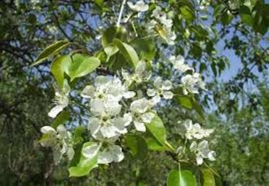 груша свердловчанка 