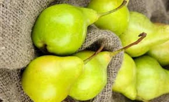 урожайность груши свердловчанка