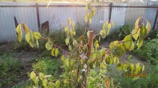 болезни груш