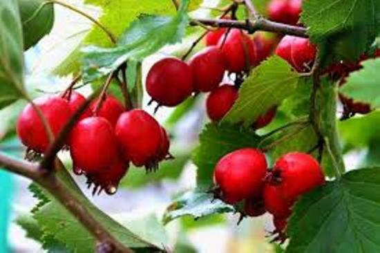 побеги у боярышника