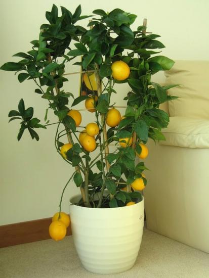 выращивание лимона в комнатных условиях