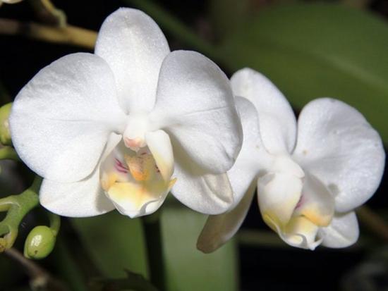 Возможные ошибки при размножении орхидеи