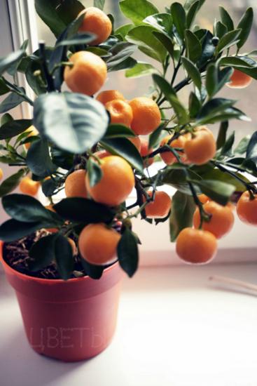 Самые большие апельсины в какой стране выращивают