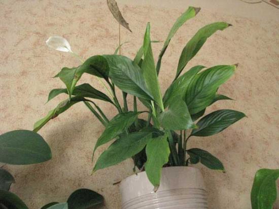 Комнатное Растение Спатифиллум Фото