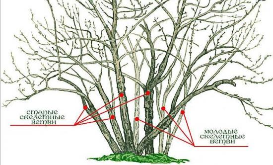 куст красной смородины