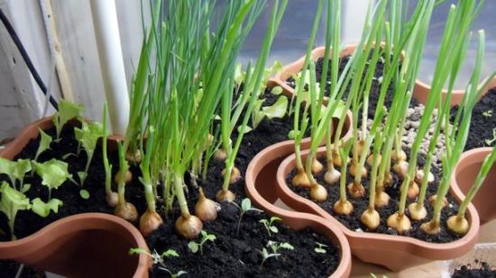Какие пряные растения можно выращивать дома в горшках?