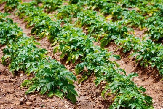 всходы картофеля