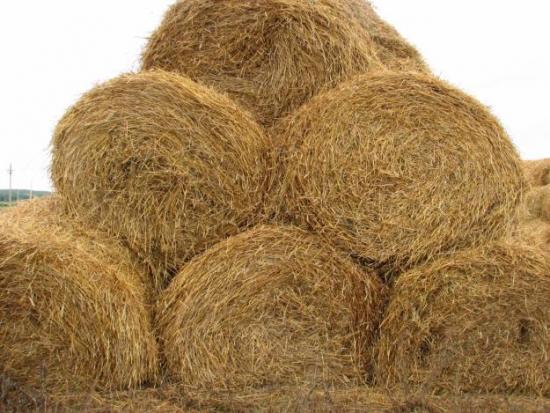 солома для укрытия картофельной грядки