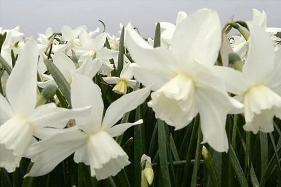 белые нарциссы