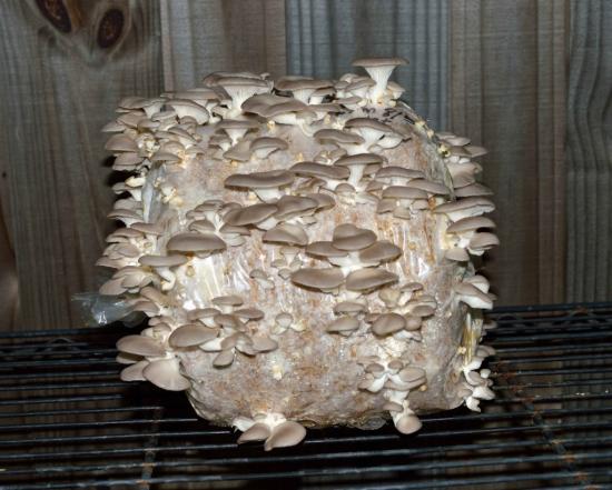 Как найти место покупки грибов для домашнего выращивания