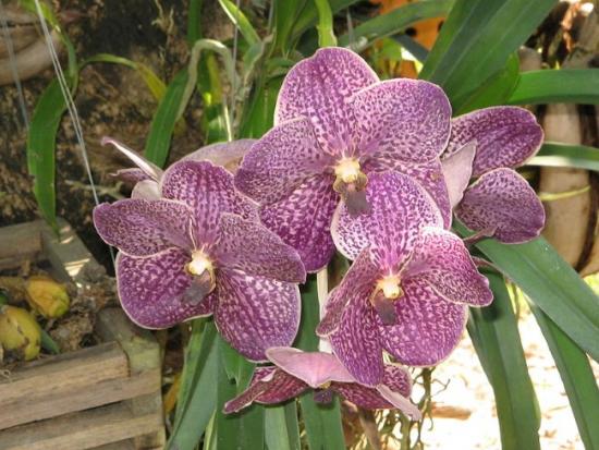 Распространенные виды орхидеи
