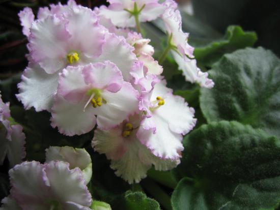 фиалка узамбарская