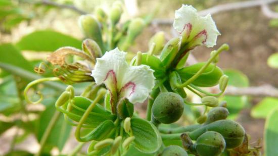 семейство бобовых