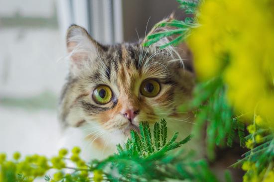 Кошка Фото Растения