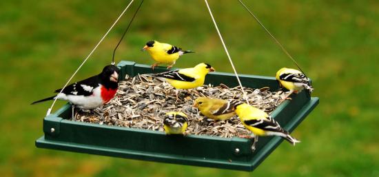 открытая кормушка