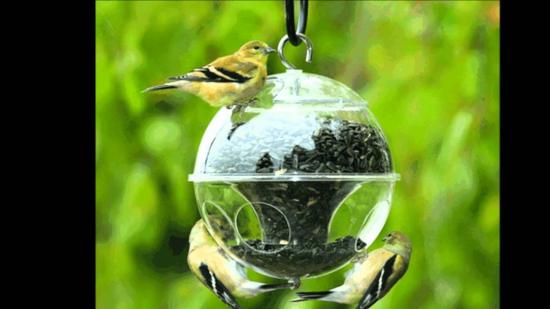 кормушки из пластиквых коробочек