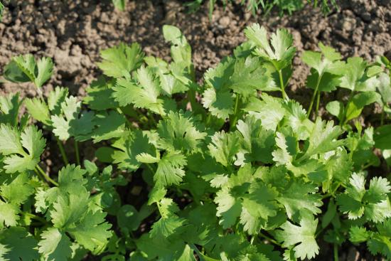 выращивание петрушки
