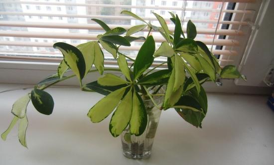 размножение шефлеры